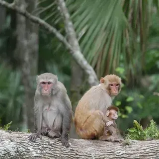 thumbnail for publication: Nonnative Monkey Populations of Florida: History, Status, and Potential Impacts